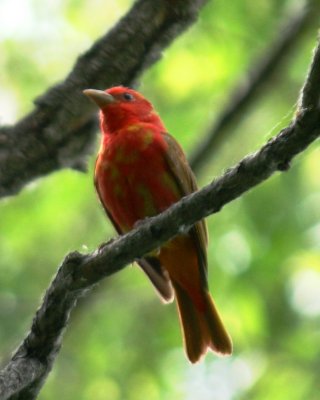 Summer Tanager (first spring male)