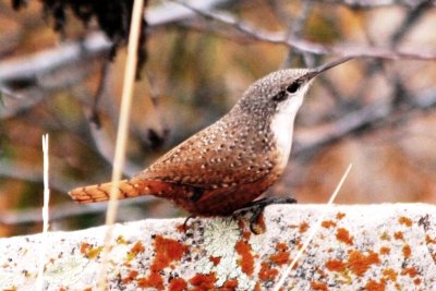 Troglodytidae (Wrens)