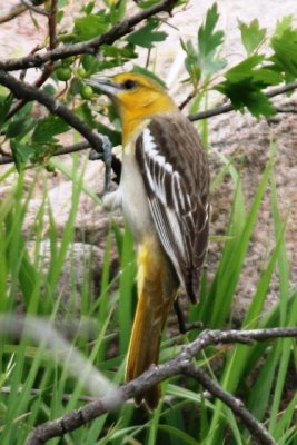 Bullock's Oriole (immature male)