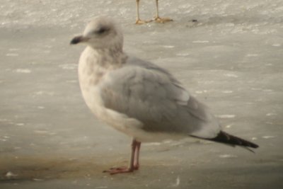 3rd cycle Thayer's Gull