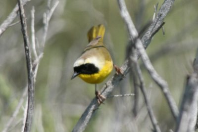 Common Yellowthroat (ad male)