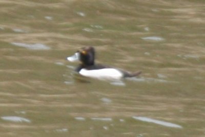Hybrid Duck (Ring-necked Duck x Tufted (?) Duck)