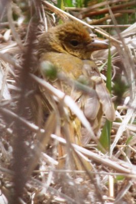 Summer Tanager