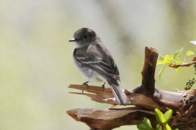 Gray Flycatcher