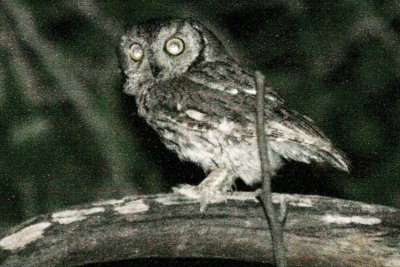 Western Screech-Owl