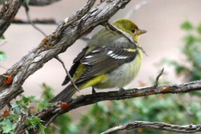 Western Tanager