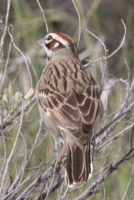 Lark Sparrow