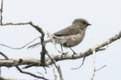 Bushtit