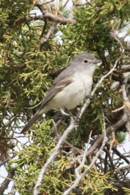 Plumbeous Vireo