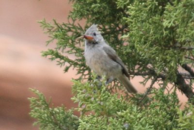 Juniper Titmouse