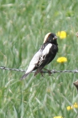 Bobolink