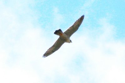 Peregrine Falcon