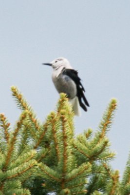 Clark's Nutcracker