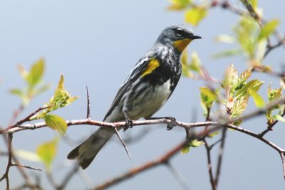 Yellow-rumped Warbler (male Audubon's)