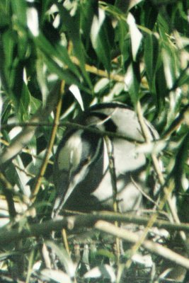 Yellow-crowned Night-Heron, Greeley, CO, June 2011