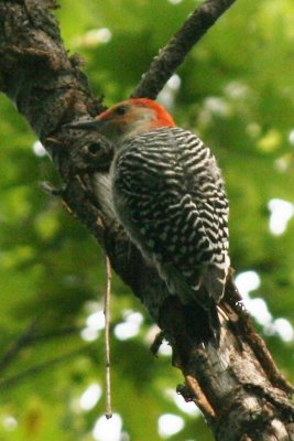 Red-bellied Woodpecker (immature male)