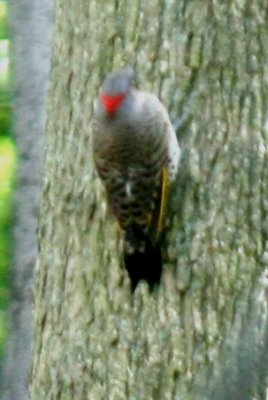 Northern Flicker (female Yellow-shafted)
