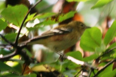 Bay-breasted Warbler (fall male)
