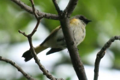 American Redstart (imm. male - SY)