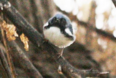 Black-throated Blue Warbler (fall male)