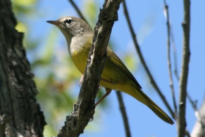 MacGillivray's Warbler (fall female)