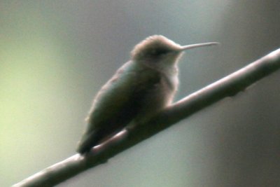 Ruby-throated Hummingbird (juv.)