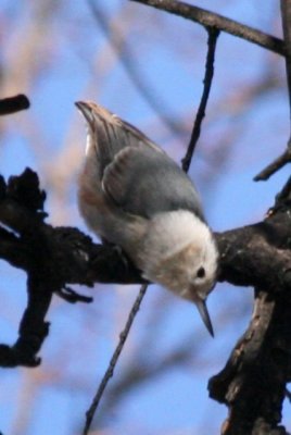 White-breasted Nuthatch (1st cycle female, Mountain Race)
