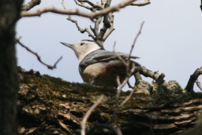 White-breasted Nuthatch (adult, Eastern Race)