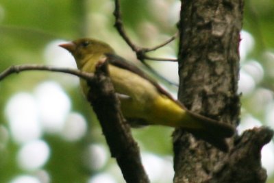 Scarlet Tanager (basic male)