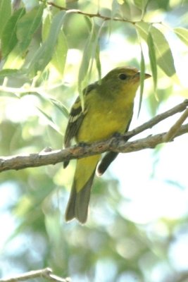 Western Tanager (adult female)