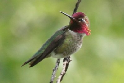 Anna's Hummingbird (ad male)