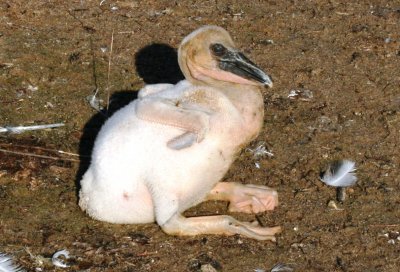 American White Pelican chick