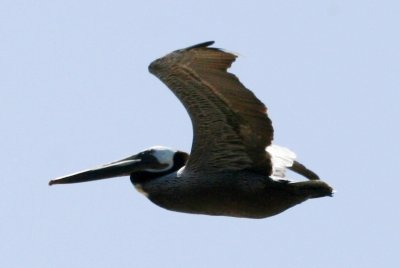 Brown Pelican (in flight)