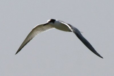 Common Tern (juv)
