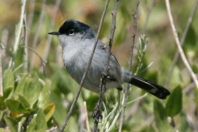 Polioptilidae (Gnatcatchers)