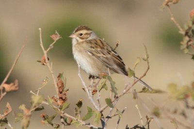 Clay-colored Sparrow (basic)
