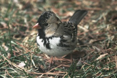 Harris's Sparrow (adult)