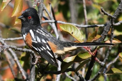 Spotted Towhee (ad male)