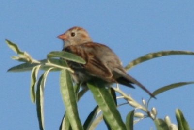 Field Sparrow (adult male)