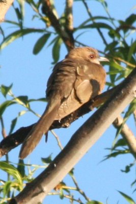 Black-billed Cuckoo (adult)
