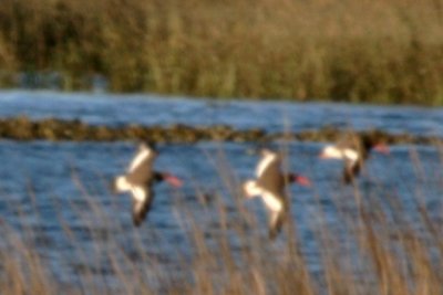 American Oystercatcher