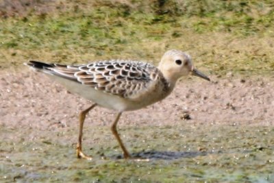 Buff-breasted Sandpiper (juv)