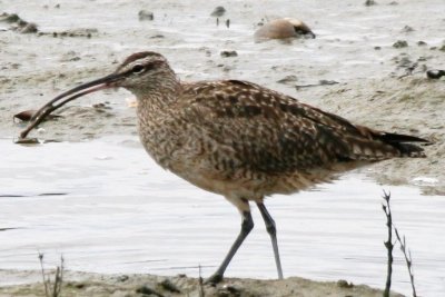 Whimbrel