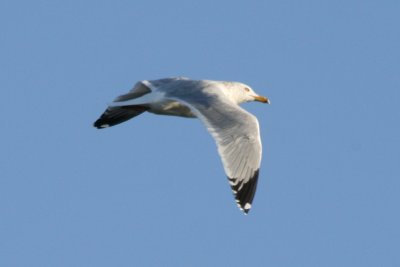 Herring Gull (definitive basic, in flight)