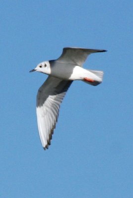 Bonaparte's Gull (adult basic, in flight)