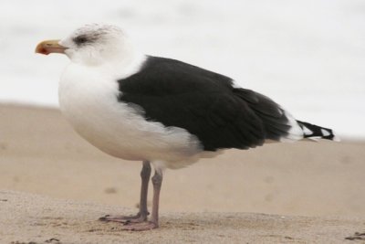 Great Black-backed Gull (definitive adult, basic)