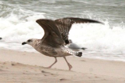 Great Black-backed Gull (1st cycle in flight)