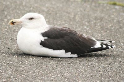 Great Black-backed Gull (4th cycle)
