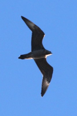 Parasitic Jaeger (juv)