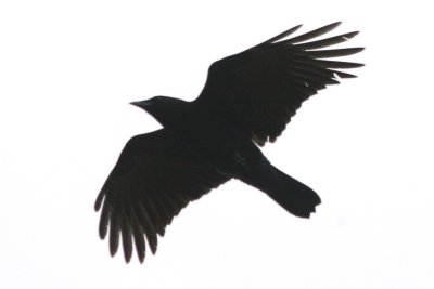 American Crow (in flight)